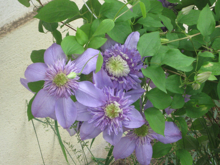 018 - A CLEMATITA