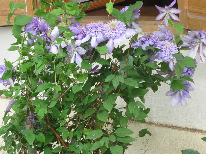 039 - A CLEMATITA