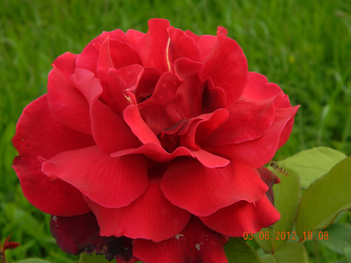 apare greu - 6_IUNIE