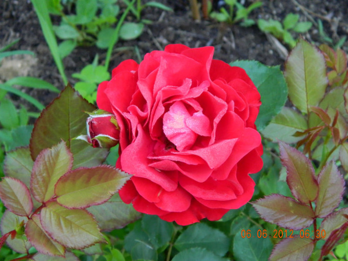 Nina Weibull - 6_IUNIE