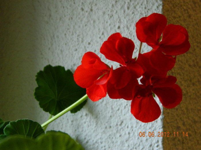 de la atelier - 6_IUNIE