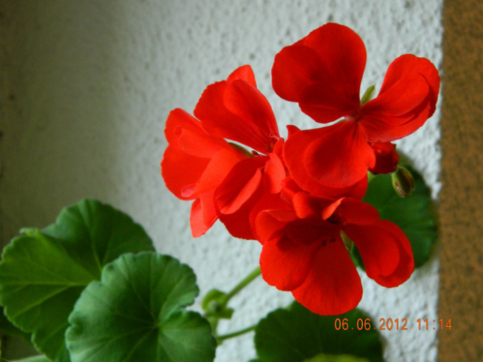 rosu sangeros - 6_IUNIE