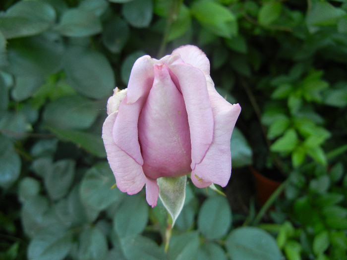 Rose Sissi (2012, June 04)