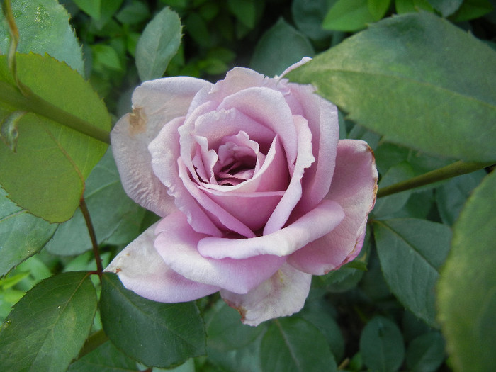 Rose Sissi (2012, June 04)