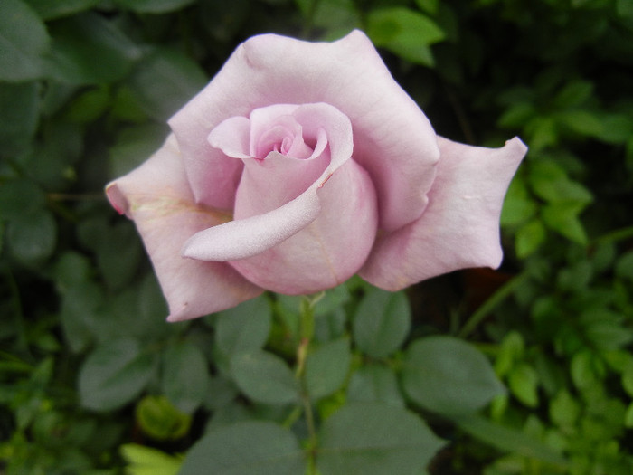 Rose Sissi (2012, June 05)