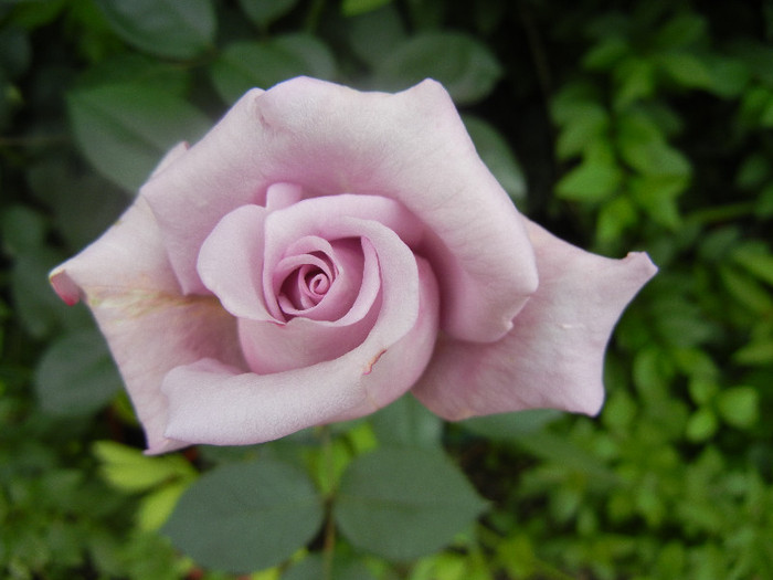 Rose Sissi (2012, June 05)