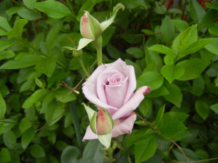 Rose Sissi (2012, June 05)
