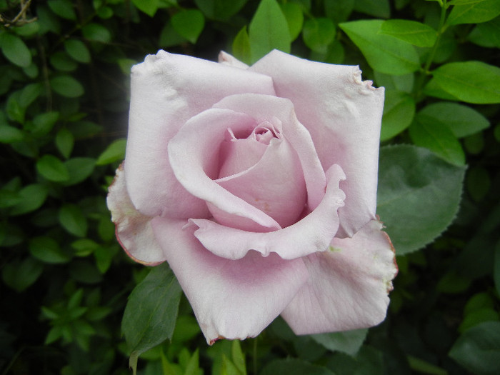 Rose Sissi (2012, June 05)