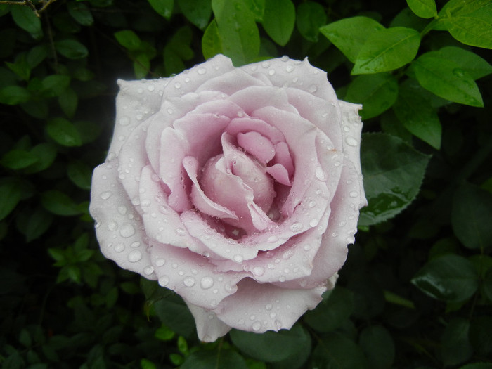 Rose Sissi (2012, June 06) - Rose Sissi