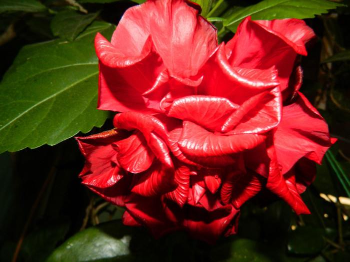 DSCN7867