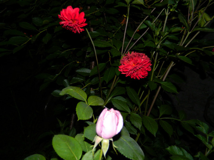 DSCN7912