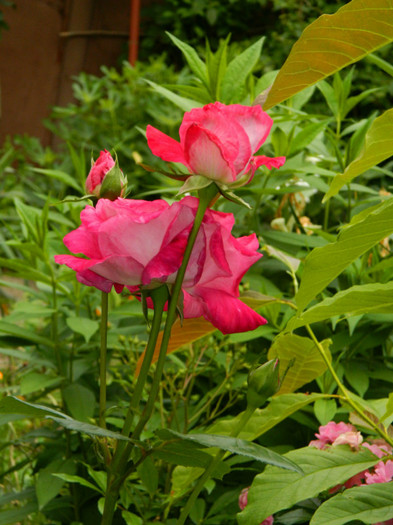DSCN7981