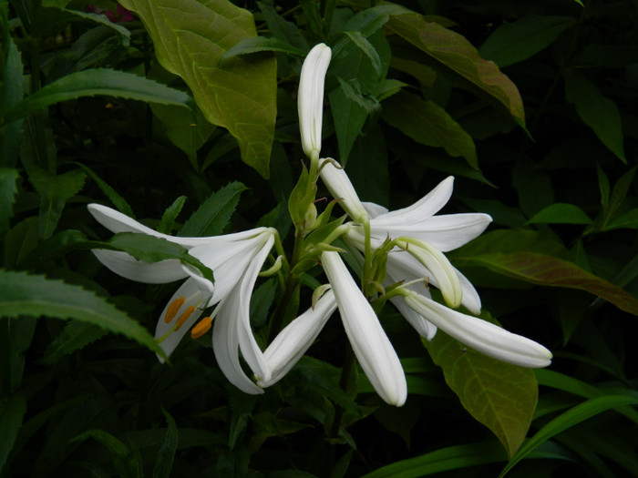 DSCN7983