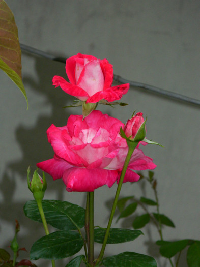 DSCN7986