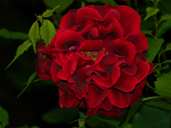 DSCN7990