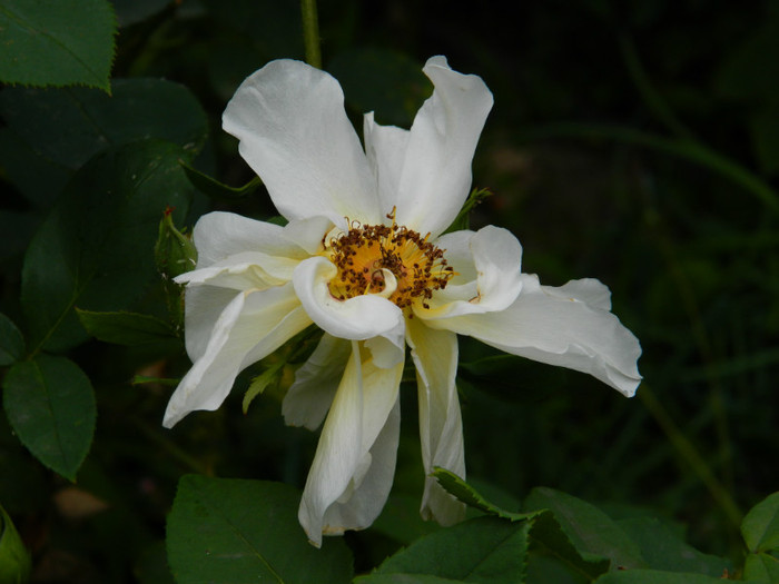 DSCN7994