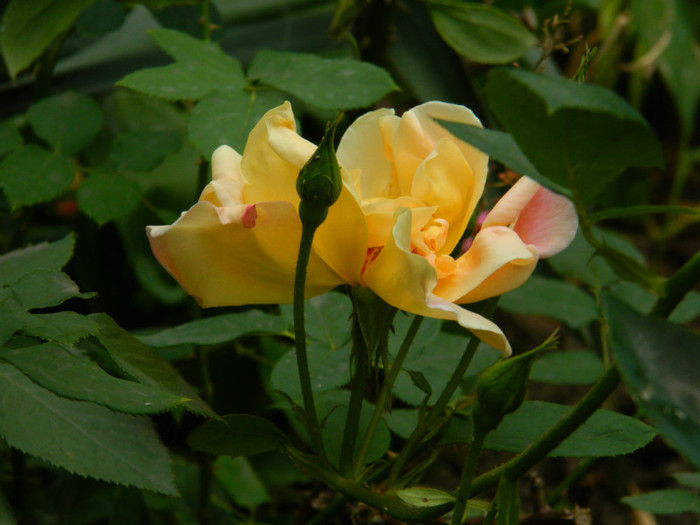 DSCN8002