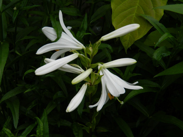 DSCN8005