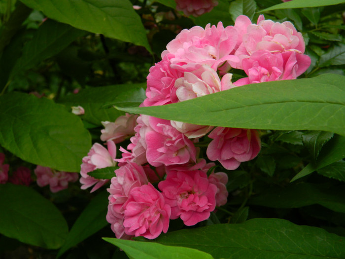 DSCN8006