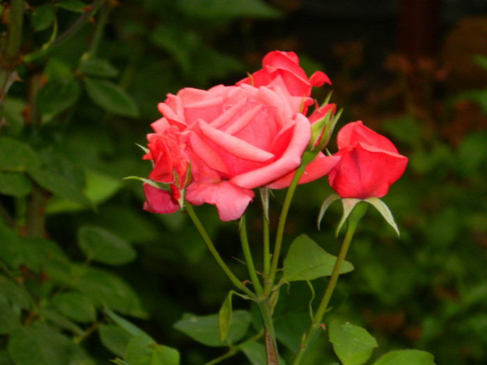 DSCN8008