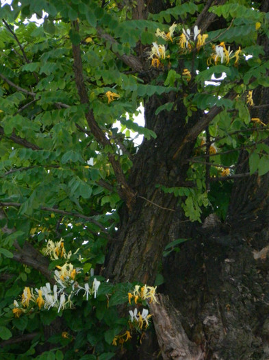 DSCN8043