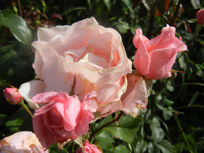 Rose Royal Highness (2012, June 02) Rose Royal Highness (2012, June 02)