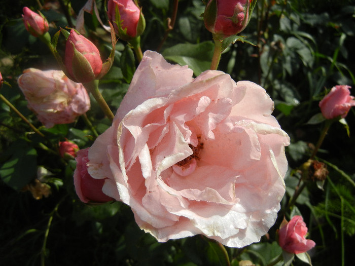 Royal Highness rose, 02jun2012 Royal Highness rose, 02jun2012