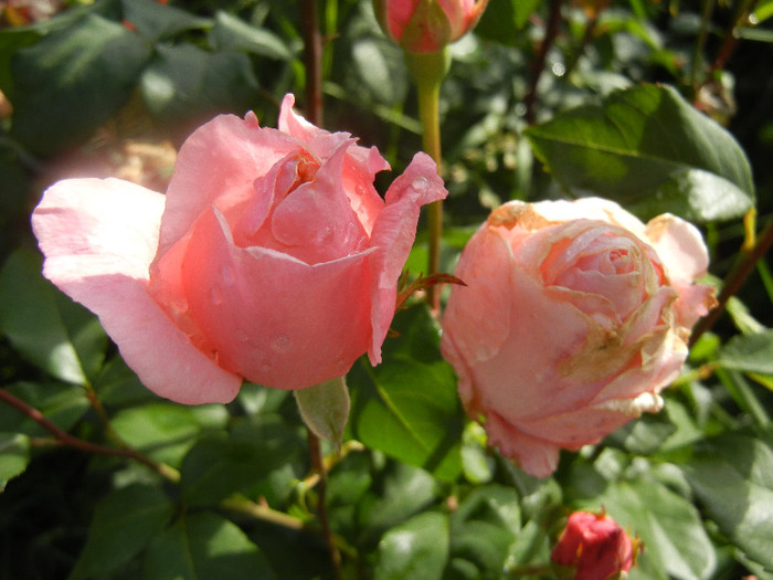 Royal Highness rose, 02jun2012 Royal Highness rose, 02jun2012