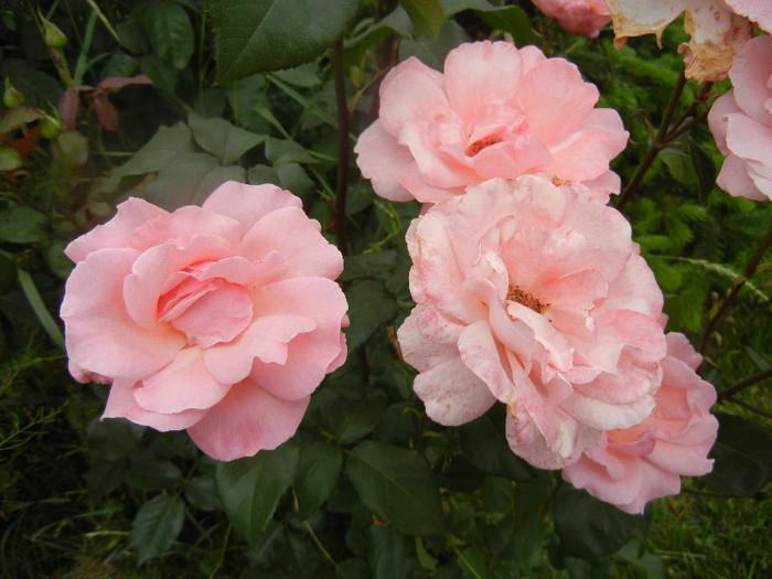 Royal Highness rose, 05jun2012 Royal Highness rose, 05jun2012