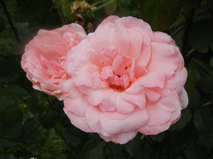 Royal Highness rose, 05jun2012 Royal Highness rose, 05jun2012