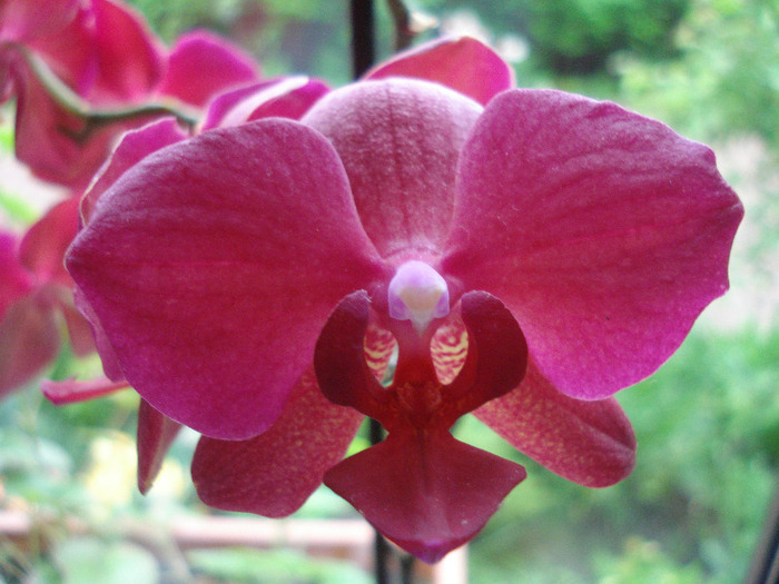 Violet Phalaenopsis (2011, May 12) - Phalaenopsis Violet