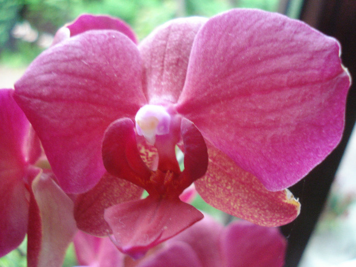 Violet Phalaenopsis (2011, May 12) - Phalaenopsis Violet