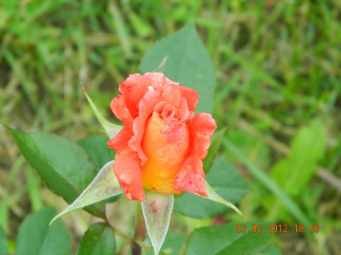 cumparat drept RUMBA - 6_IUNIE