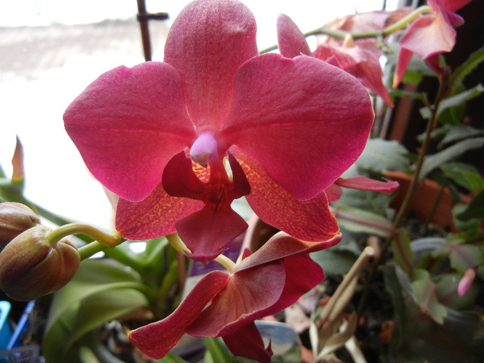 Violet Phalaenopsis (2012, Feb.26)