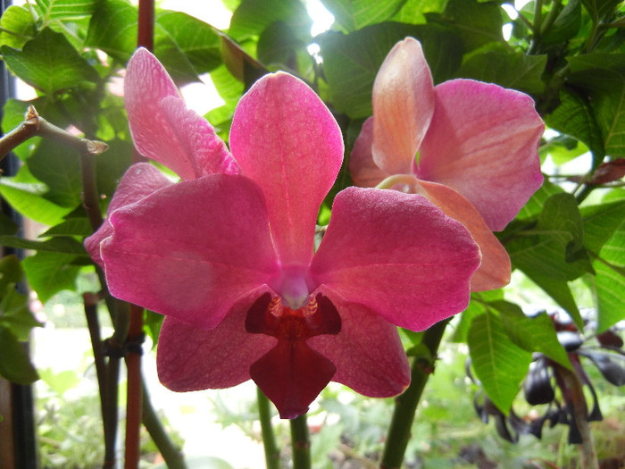 Violet Phalaenopsis (2012, May 31) - Phalaenopsis Violet