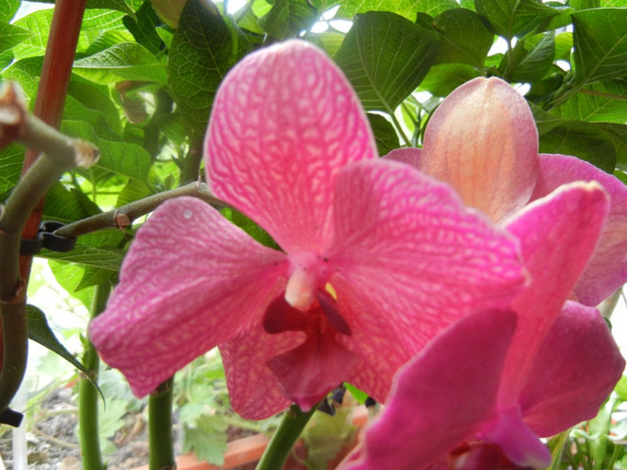 Violet Phalaenopsis (2012, May 31)