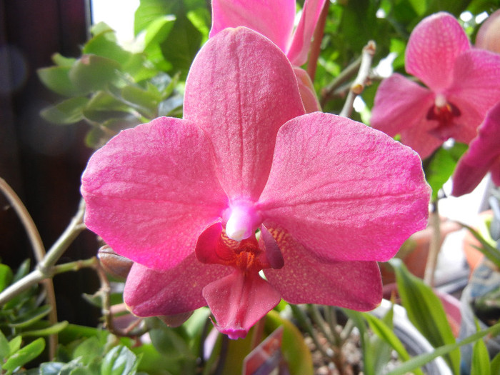 Violet Phalaenopsis (2012, May 31)