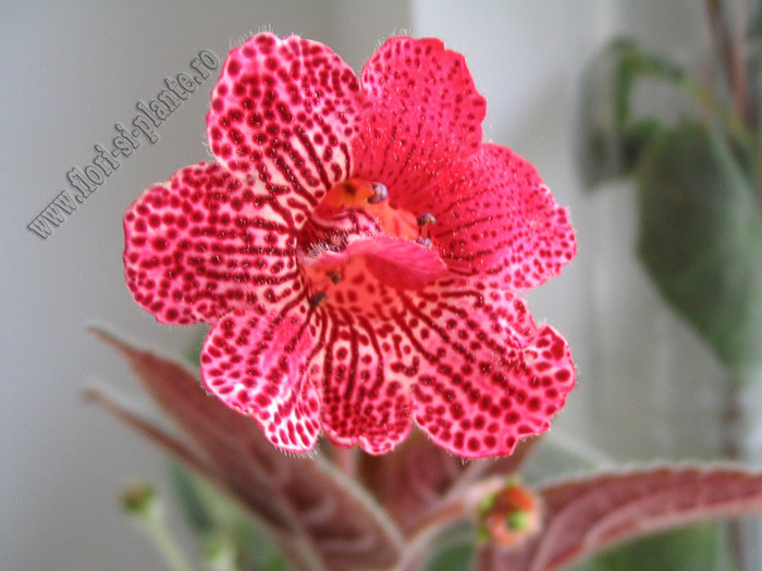 Kohleria Karisma; 2012
