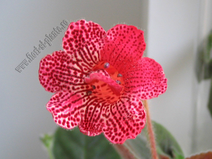 Kohleria Karisma; 2012
