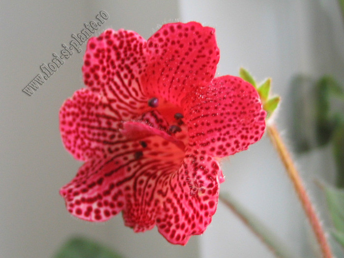 Kohleria Karisma; 2012
