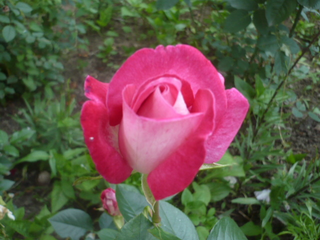 P1110469 - Trandafirii mei 2012