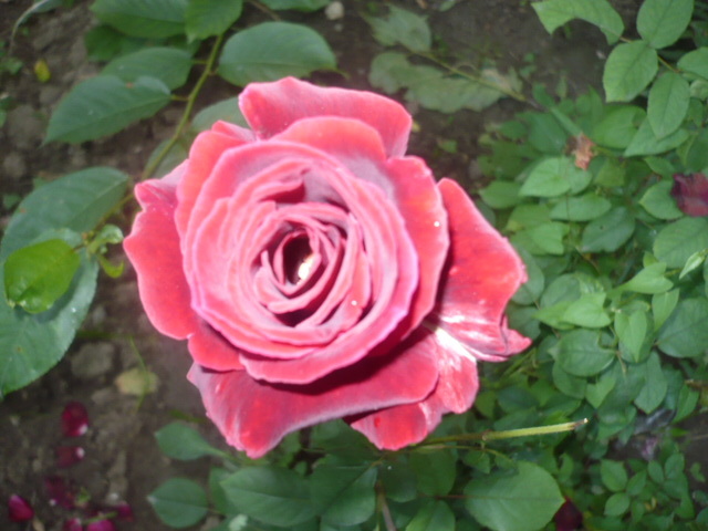 P1110463 - Trandafirii mei 2012