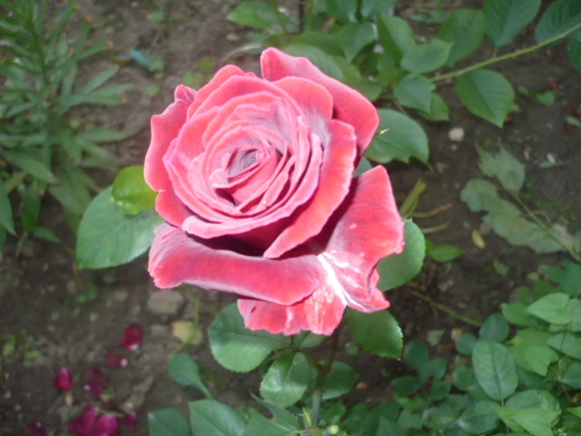 P1110464 - Trandafirii mei 2012