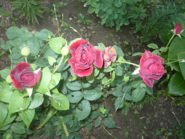 P1110465 - Trandafirii mei 2012