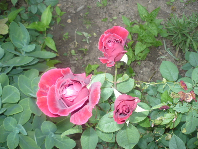 P1110466 - Trandafirii mei 2012