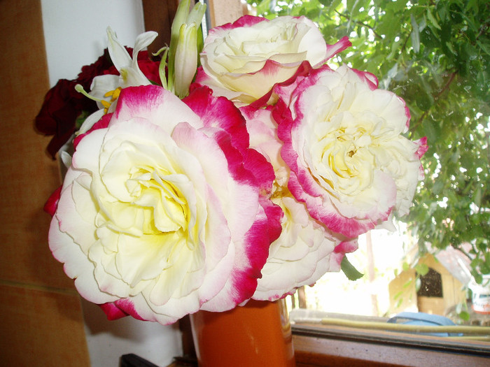 Double Delight- in vaza - Mai - Iunie