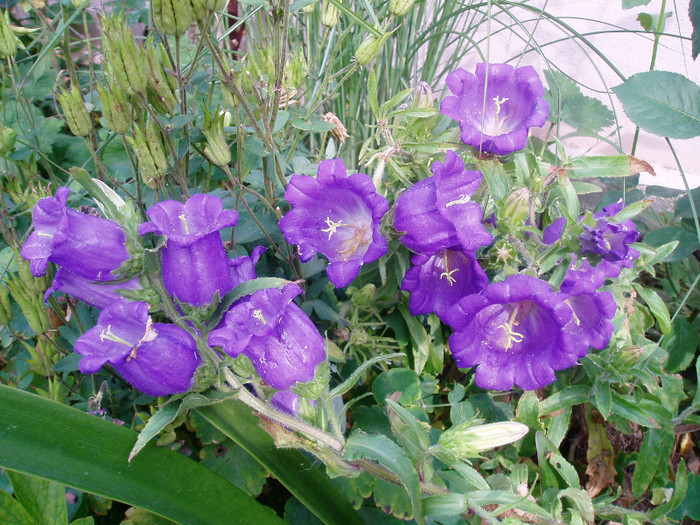 campanula