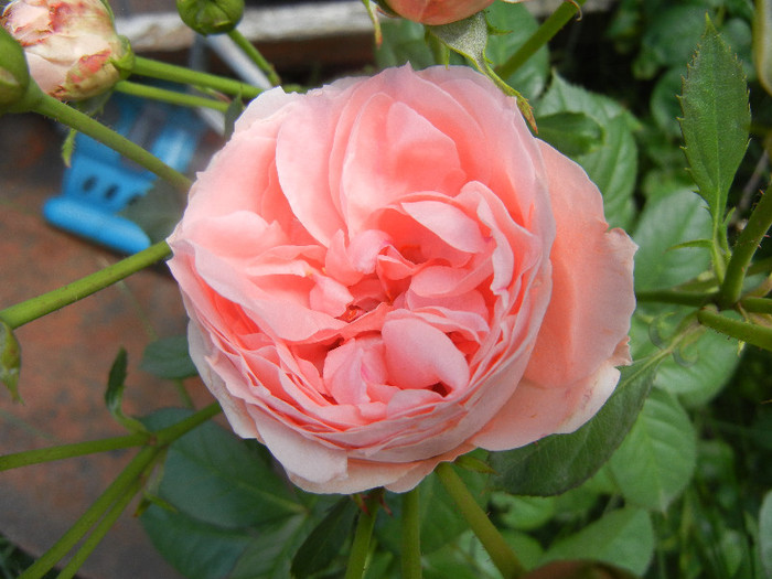 Rose Pleasure (2012, May 30)