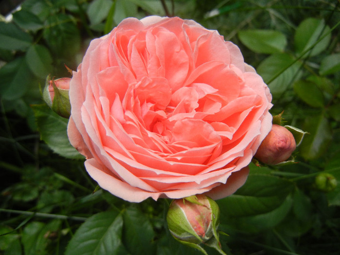 Rose Pleasure (2012, May 30)