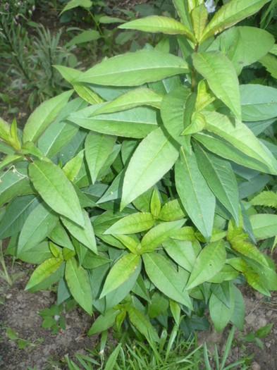 phlox - VARA IN GRADINA MEA